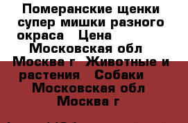 Померанские щенки супер мишки разного окраса › Цена ­ 23 000 - Московская обл., Москва г. Животные и растения » Собаки   . Московская обл.,Москва г.